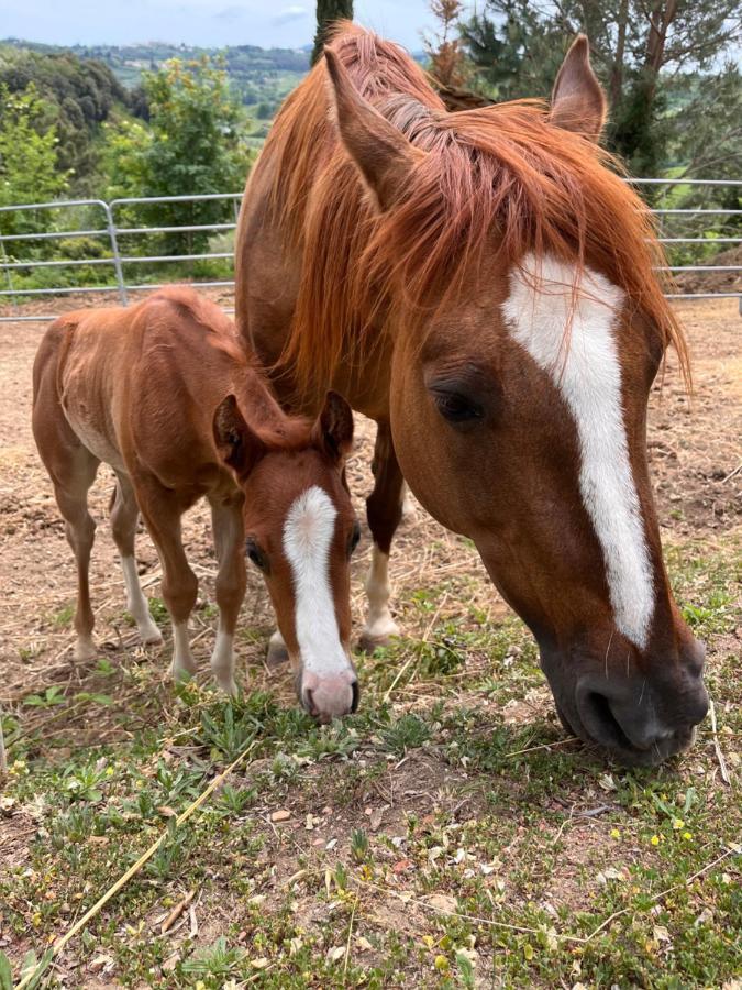 Podere Orzale Hospitality & Quarter Horses Usigliano المظهر الخارجي الصورة