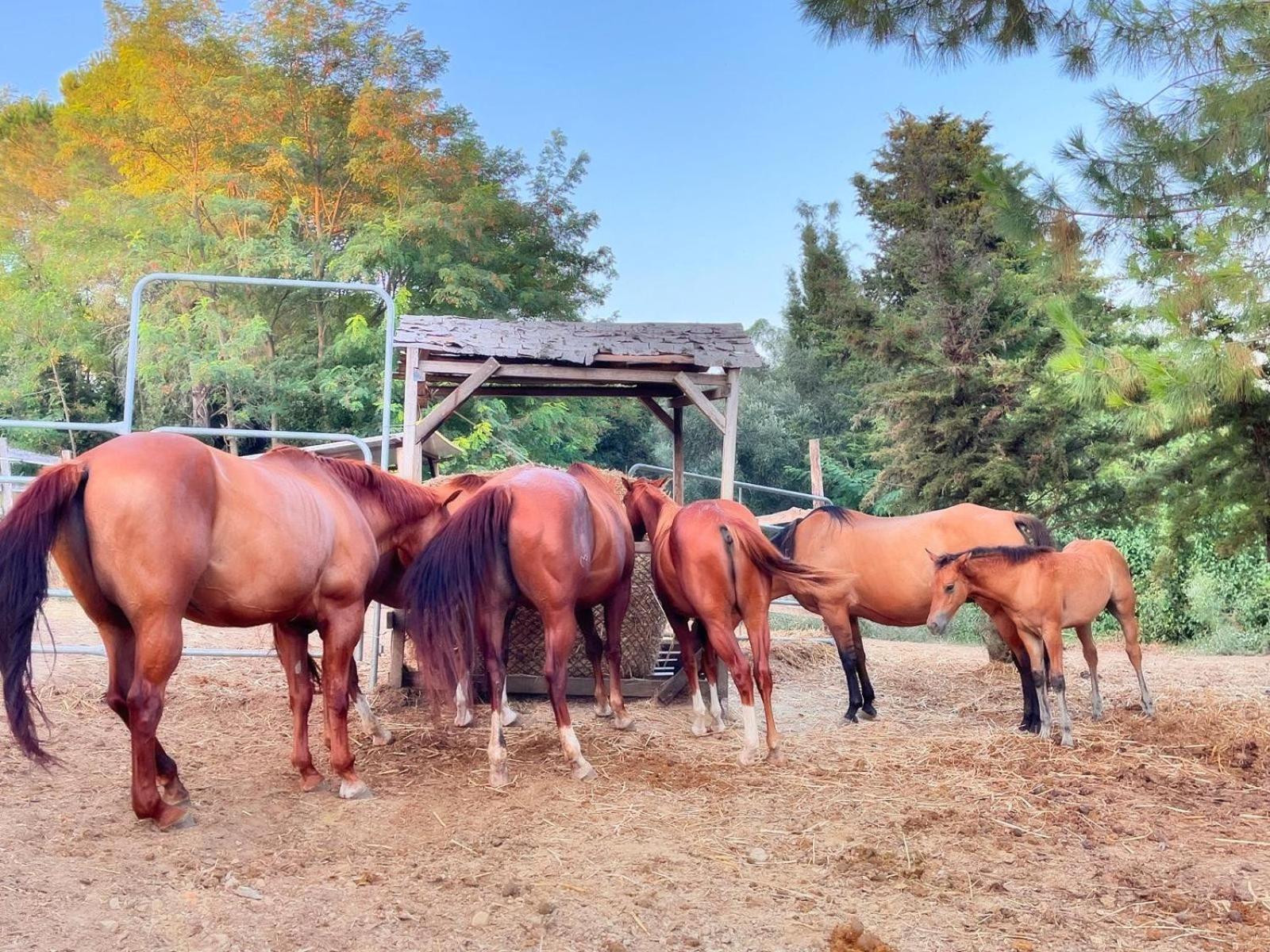 Podere Orzale Hospitality & Quarter Horses Usigliano المظهر الخارجي الصورة
