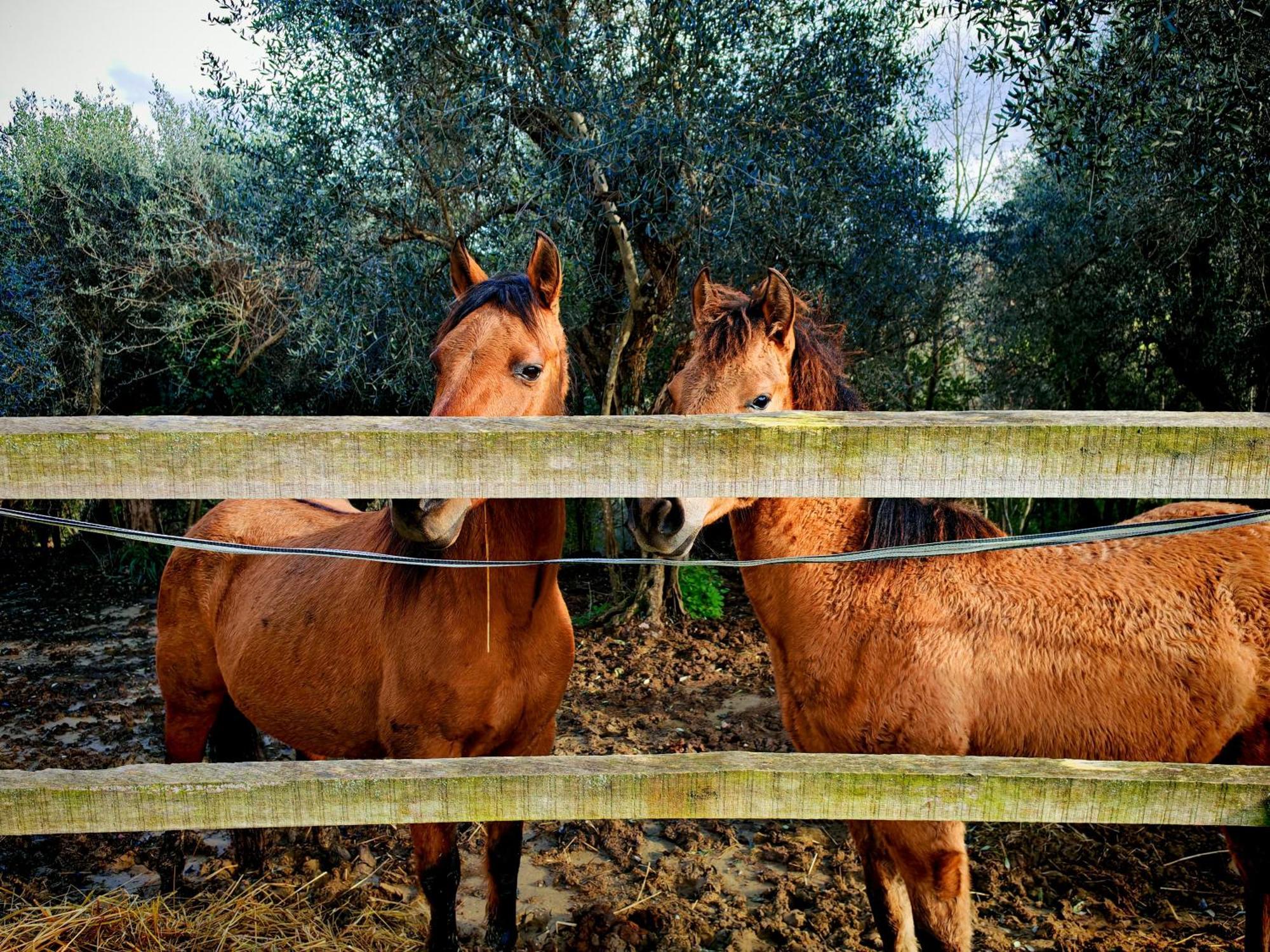 Podere Orzale Hospitality & Quarter Horses Usigliano المظهر الخارجي الصورة